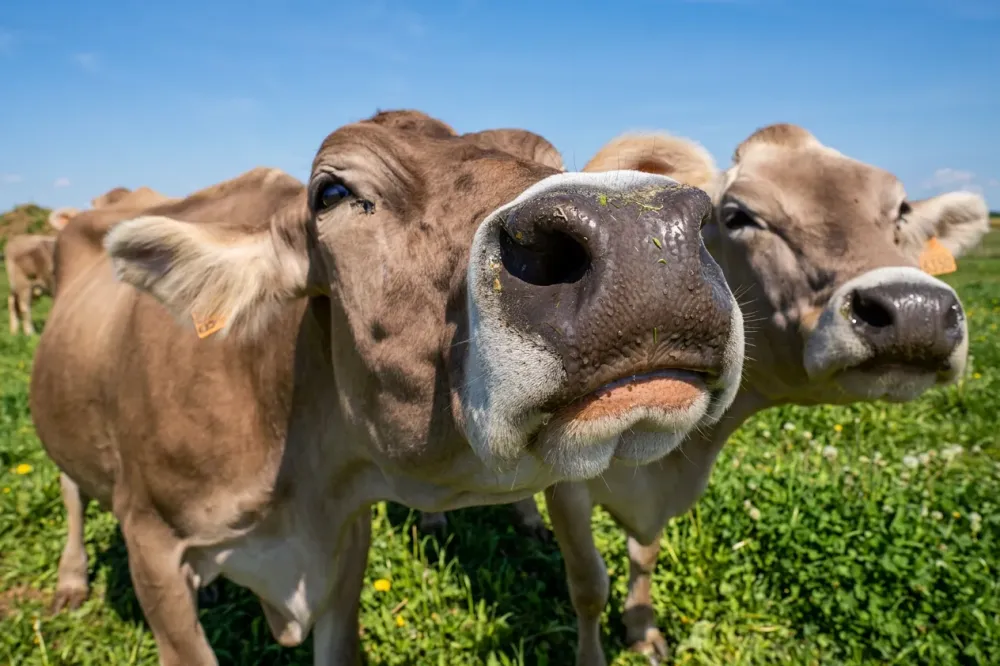 vaches
